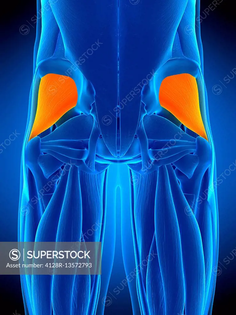 Illustration of the gluteus minimus muscle.