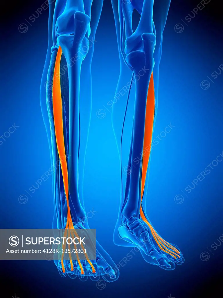 Illustration of the extensor digitorum longus muscle.