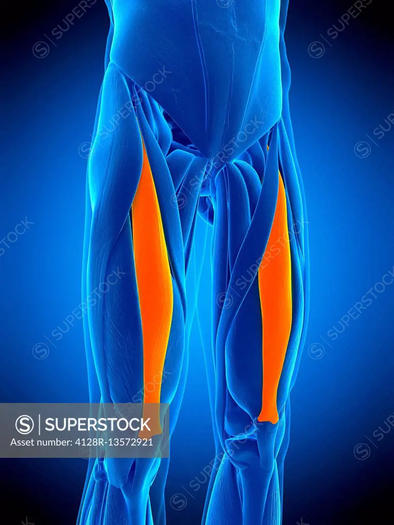 Illustration of the rectus femoris muscle.