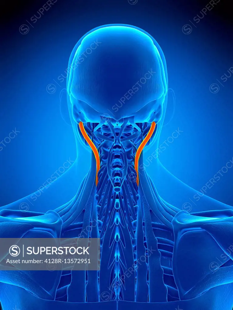 Illustration of the longissimus capitis muscle.