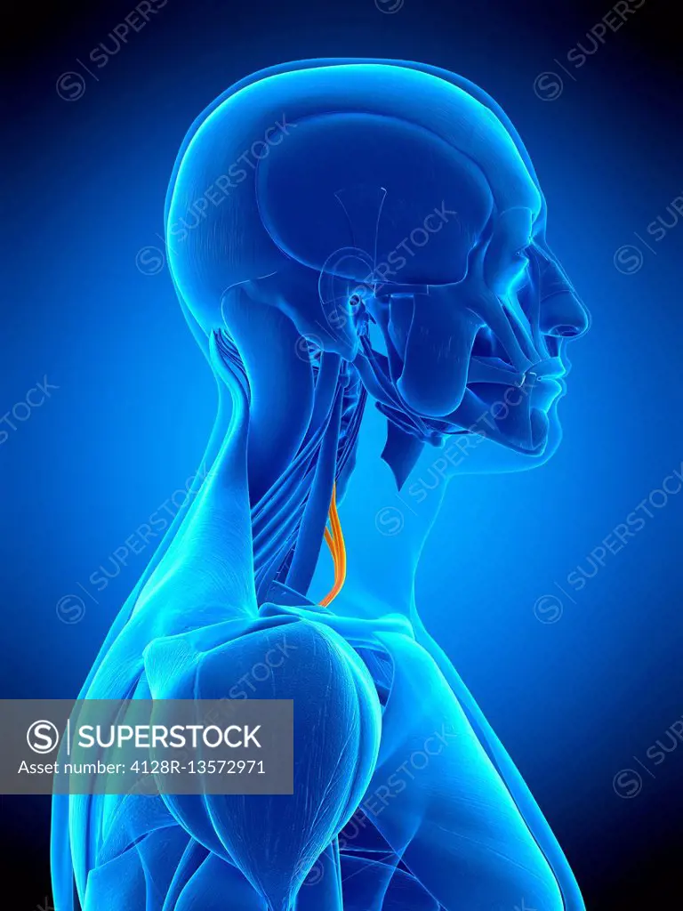 Illustration of the scalene anterior muscle.