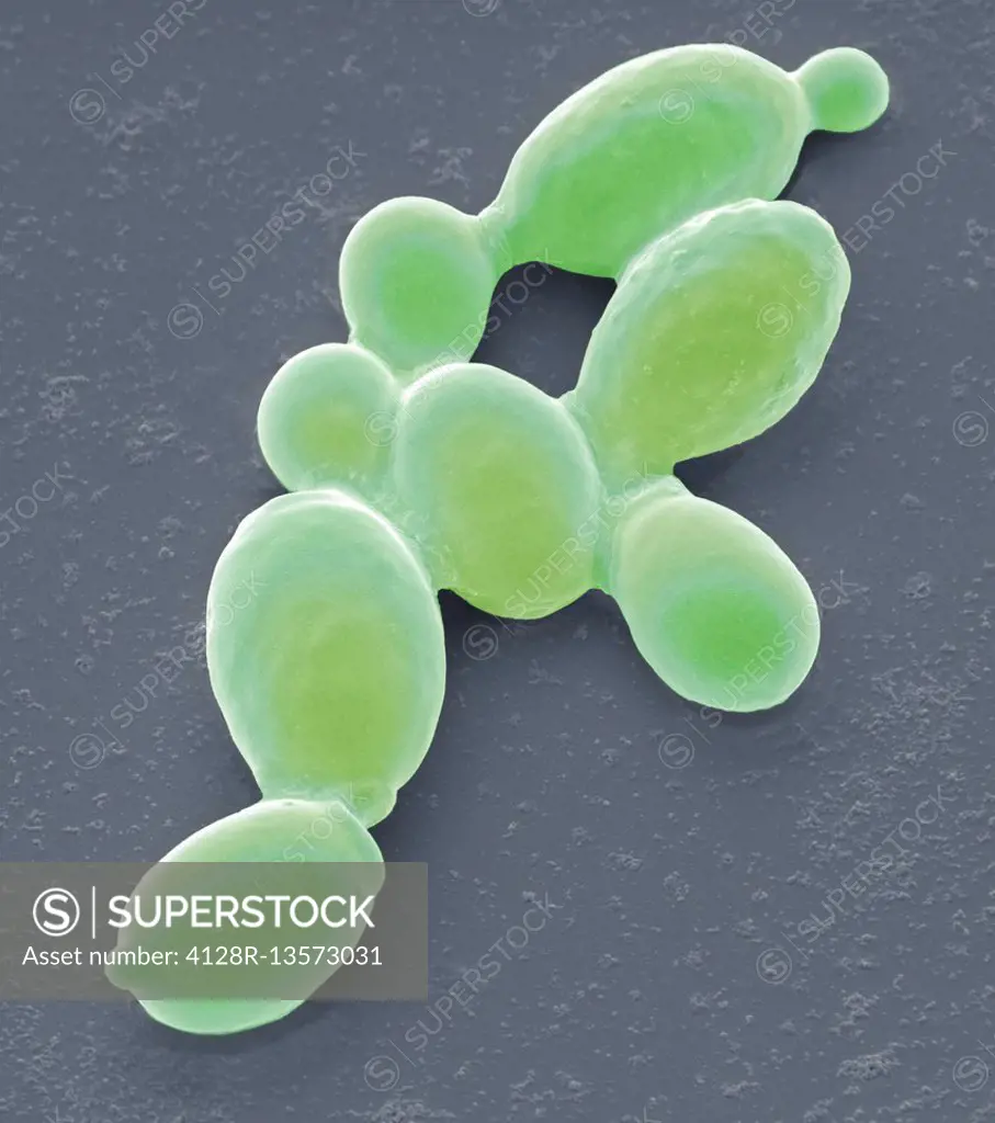 Yeast cells. Coloured scanning electron micrograph (SEM) of cells of yeast (Candida sp.) from caterpillar faeces. This fungus consists of single veget...