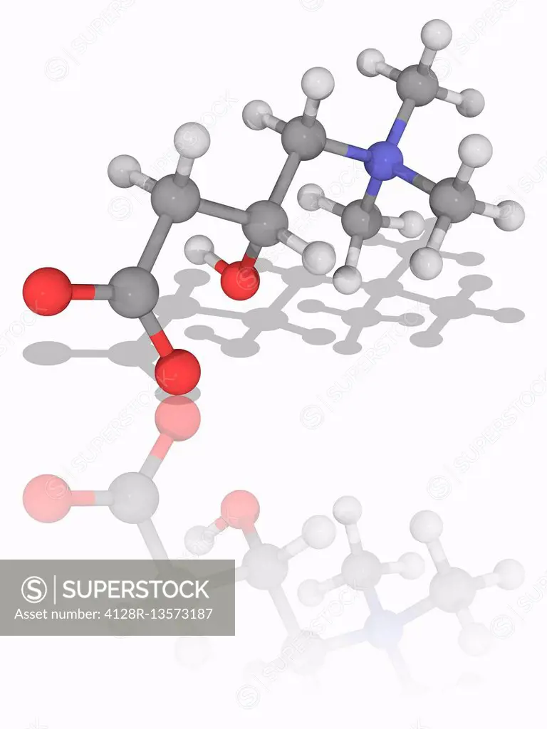 Carnitine. Molecular model of the nutritional supplement and quaternary ammonium compound carnitine (C7.H15.N.O3). This organic compound plays a role ...