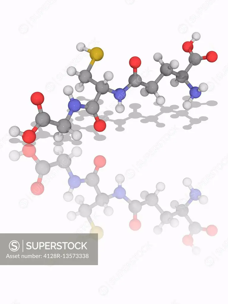 Glutathione. Molecular model of the peptide thiol and antioxidant chemical glutathione (C10.H17.N3.O6.S). This molecule prevents damage to important c...