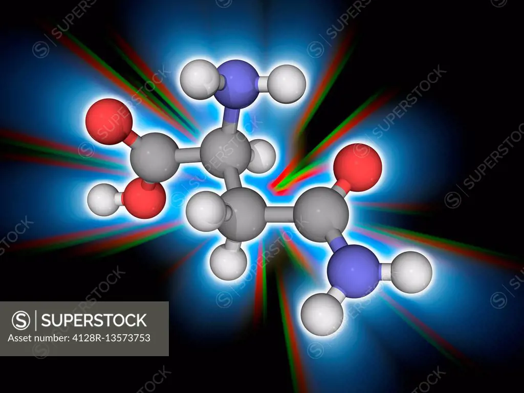 Asparagine. Molecular model of the amino acid asparagine (C4.H8.N2.O3). It is a non-essential amino acid. It can be synthesised by the body and so doe...