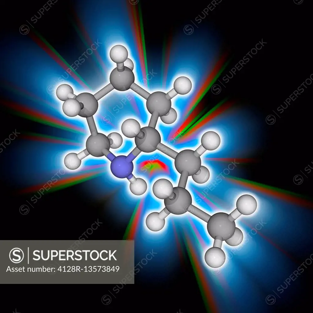 Coniine. Molecular model of the neurotoxin coniine (C8.H17.N). Found in poison hemlock and the yellow pitcher plant, this fatal poison disrupts the pe...