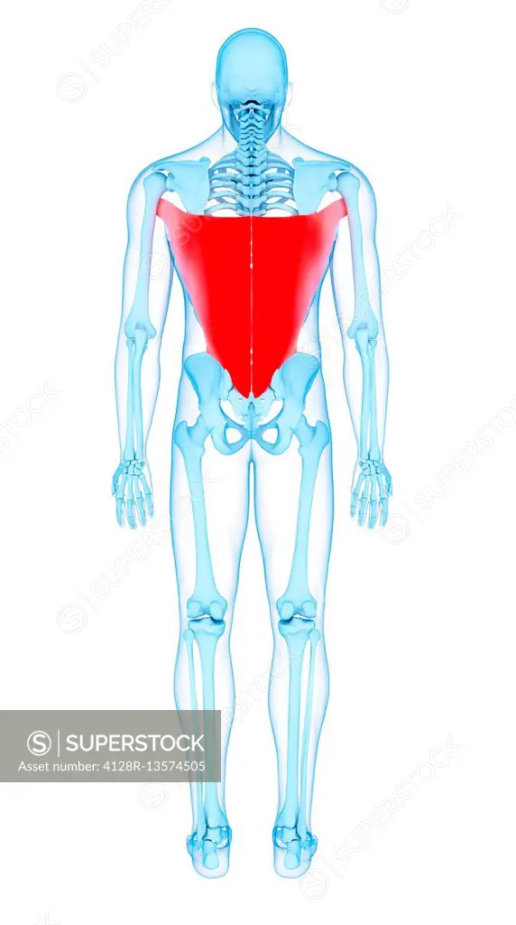 Illustration of the latissimus dorsi muscles.