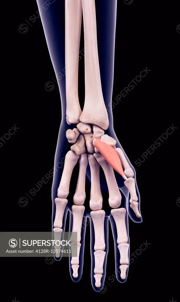 Illustration of the abductor pollicis brevis muscle.