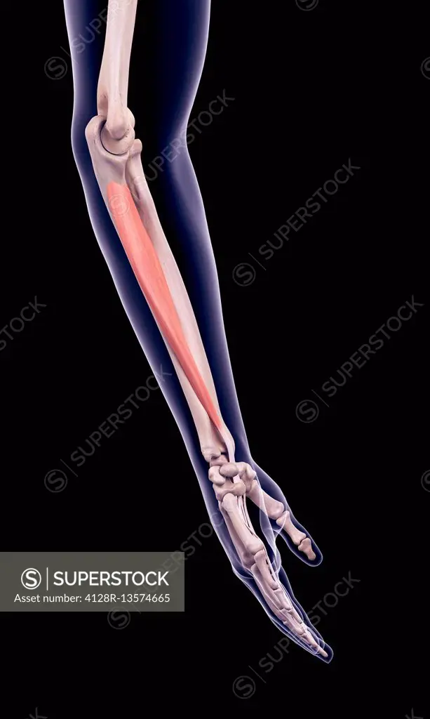 Illustration of the flexor digitorum profundus muscle.