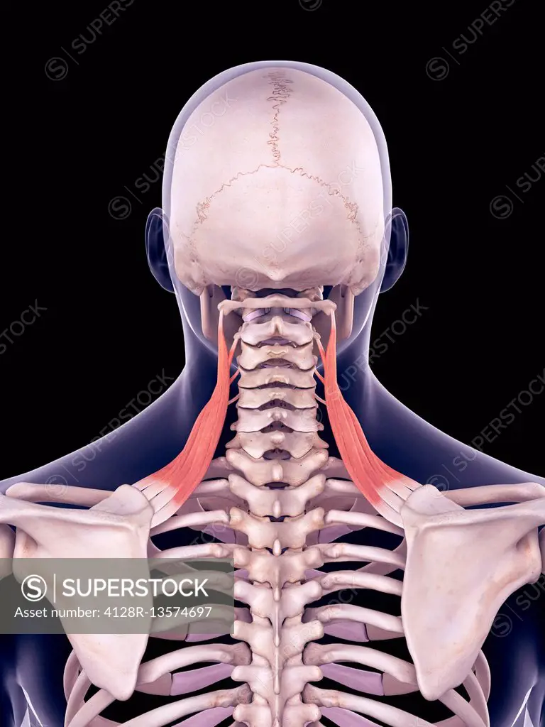 Illustration of the levator scapularis muscles.