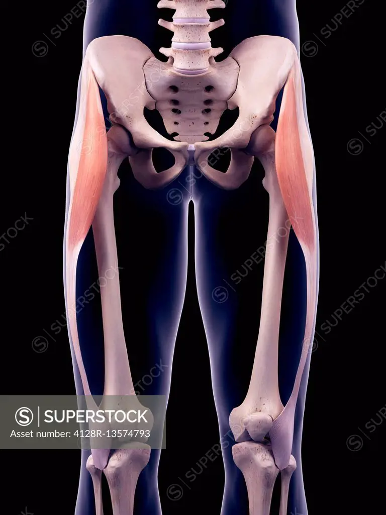 Illustration of the tensor fascia lata muscles.