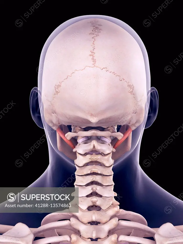 Illustration of the digastric muscles.