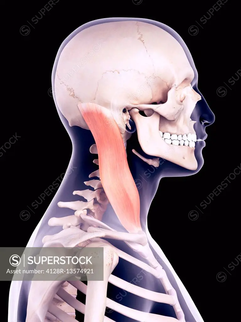 Illustration of the sternocleidomastoid muscle.