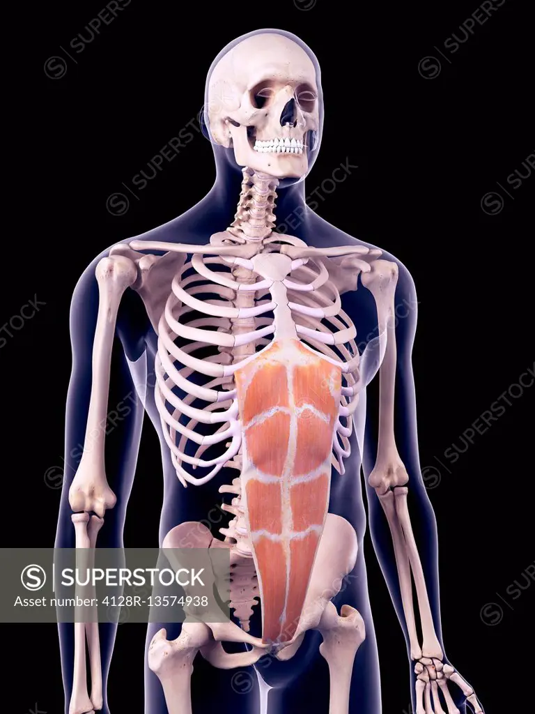 Abdominal muscles, illustration - Stock Image - C047/6057 - Science Photo  Library