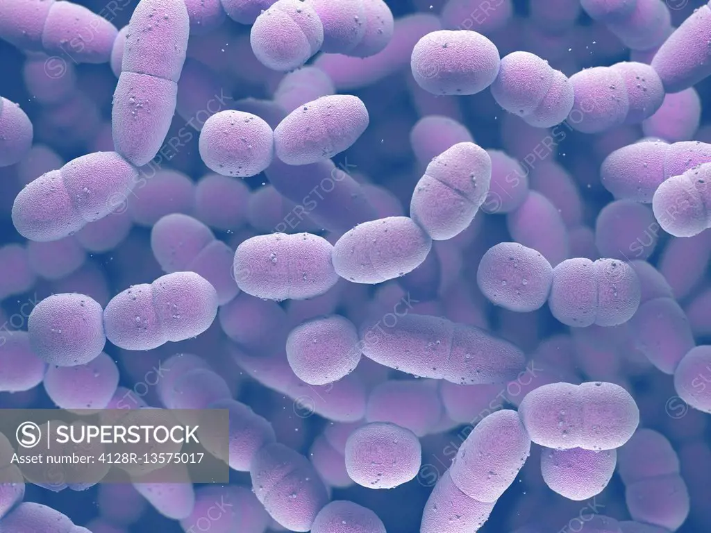 Streptococcus pneumoniae bacteria.