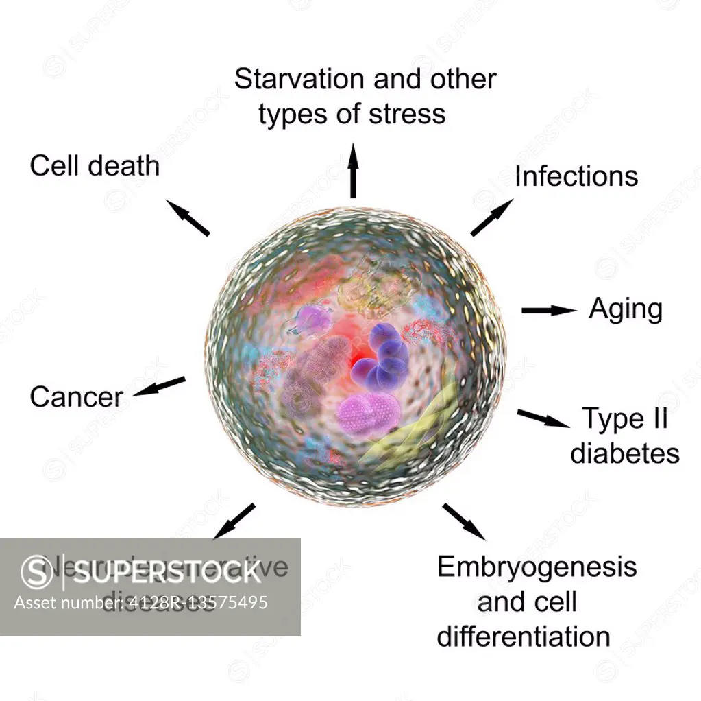 Functions of autophagy, computer illustration. Autophagy (autophagocytosis) is the natural mechanism that destroys unnecessary or dysfunctional cellul...