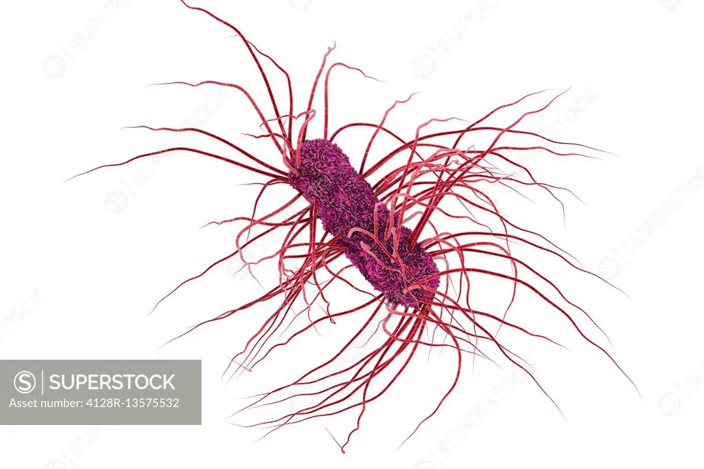 Escherichia coli bacteria, computer illustration. E. coli is a gram-negative motile bacterium with peritrichous flagella that lives in the intestines ...