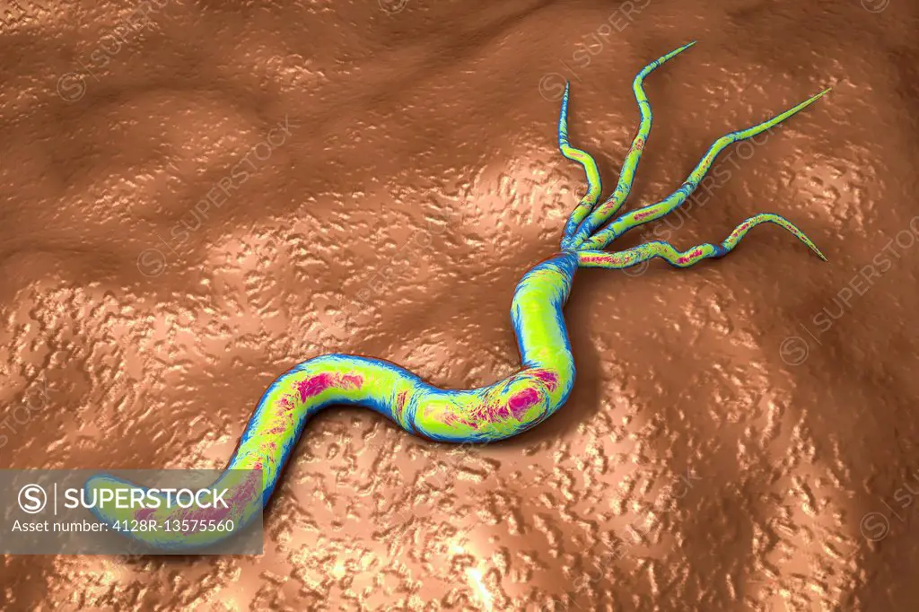 Illustration of Helicobacter pylori bacterium. It is a curved, or spiral, Gram-negative bacilli with flagella at one end (seen here) that make it high...