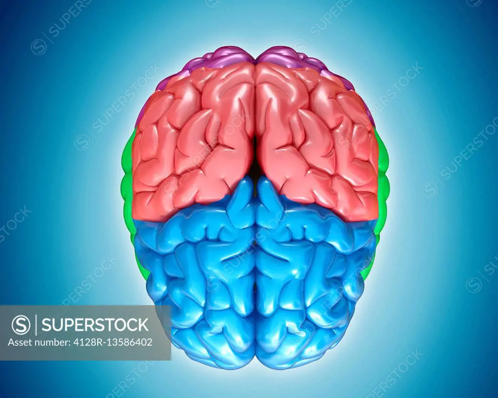 Illustration of human brain anatomy.