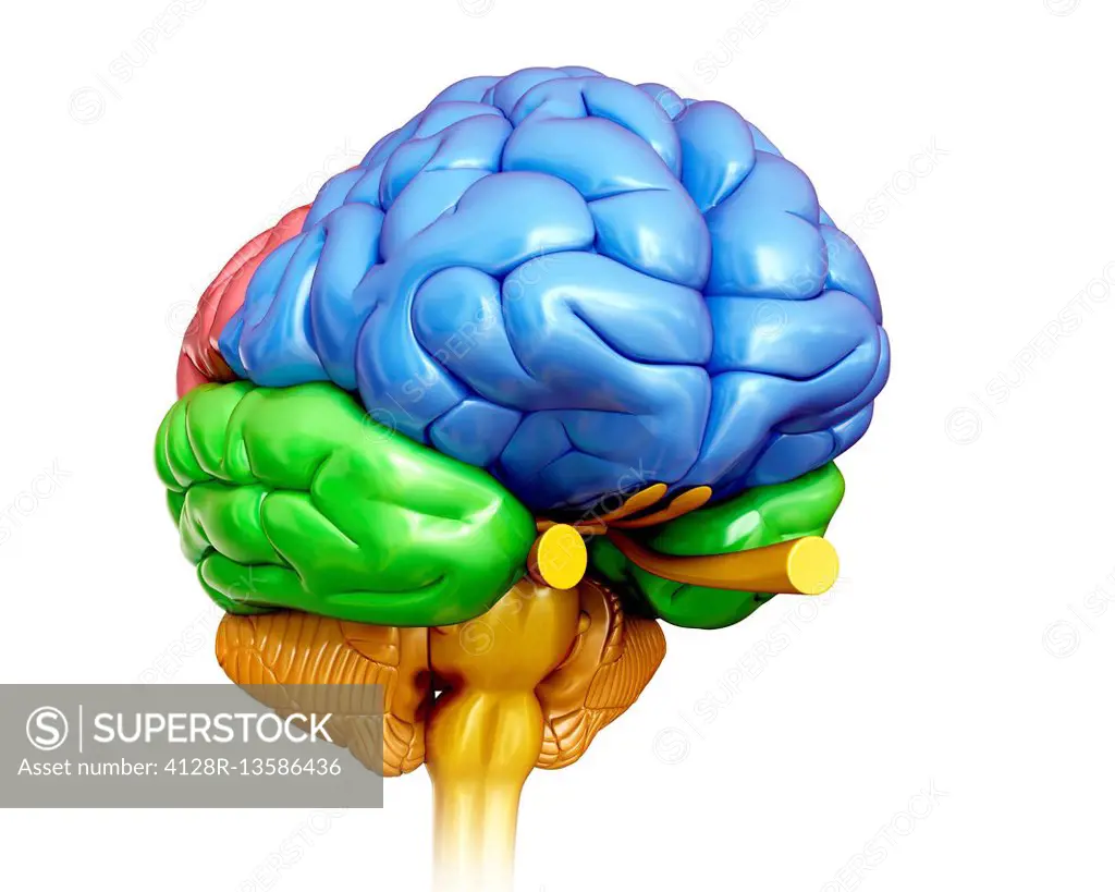 Illustration of human brain anatomy.