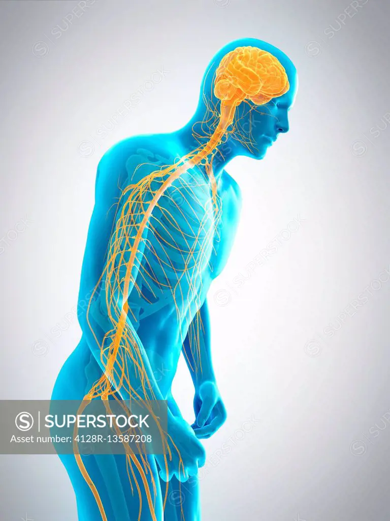 Nervous system of person bending over, illustration.