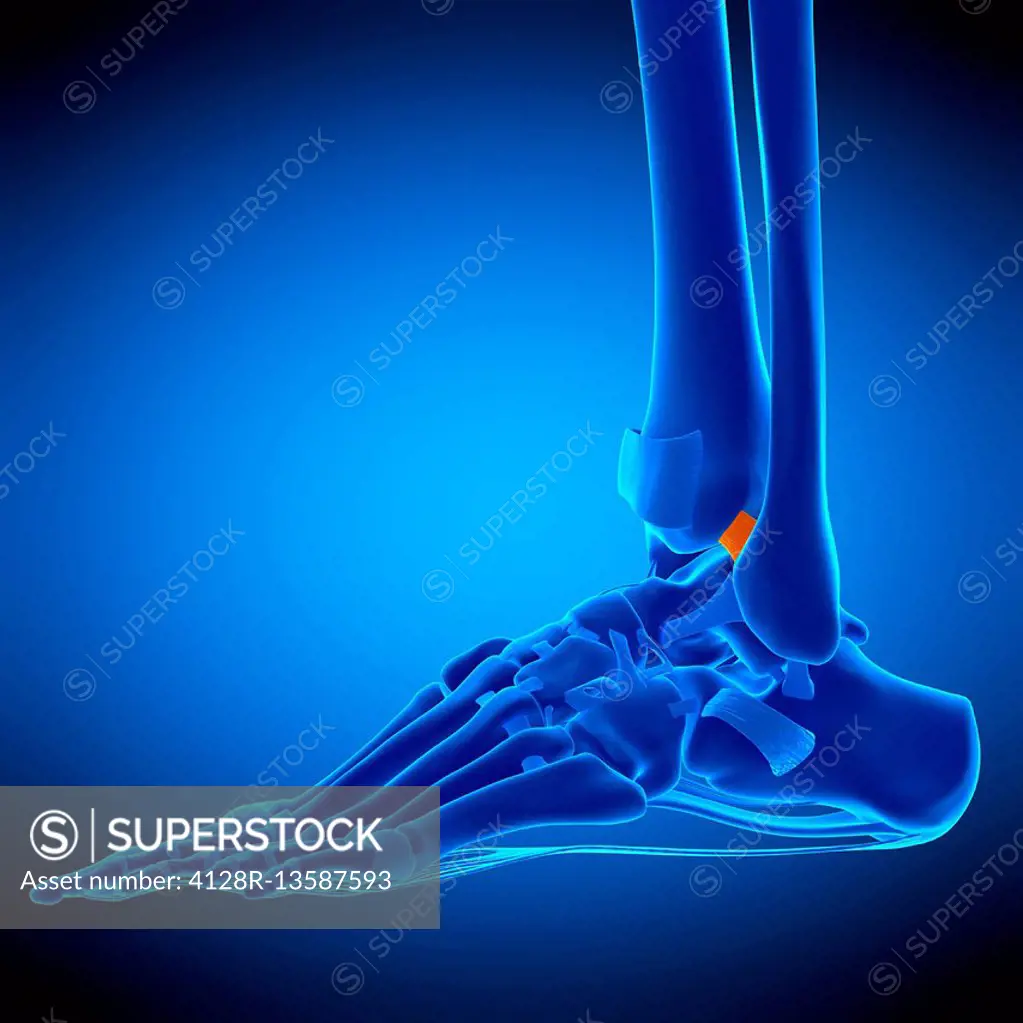 Illustration of the posterior tibiofibular ligament.