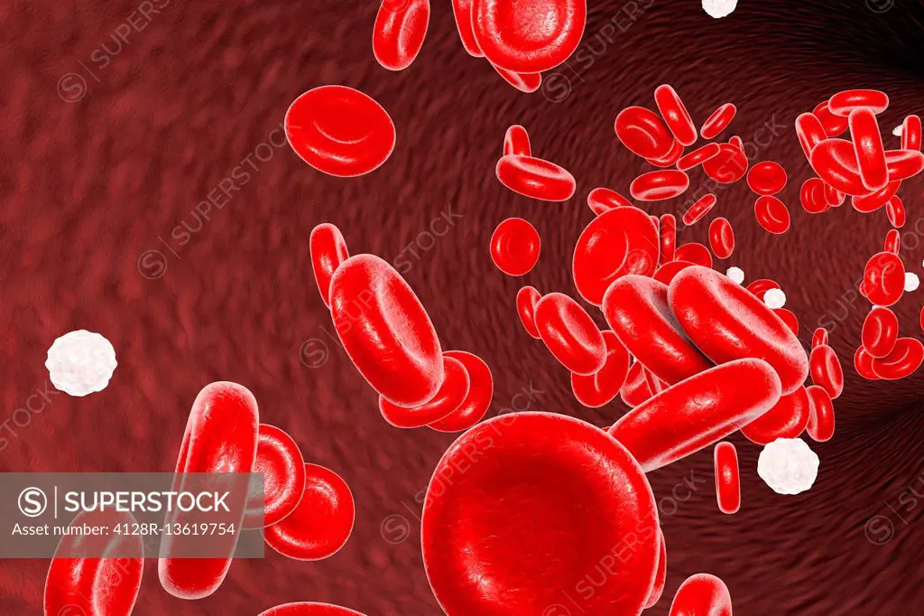 Blood cells, computer illustration. Red blood cells and white blood cells inside a blood vessel.