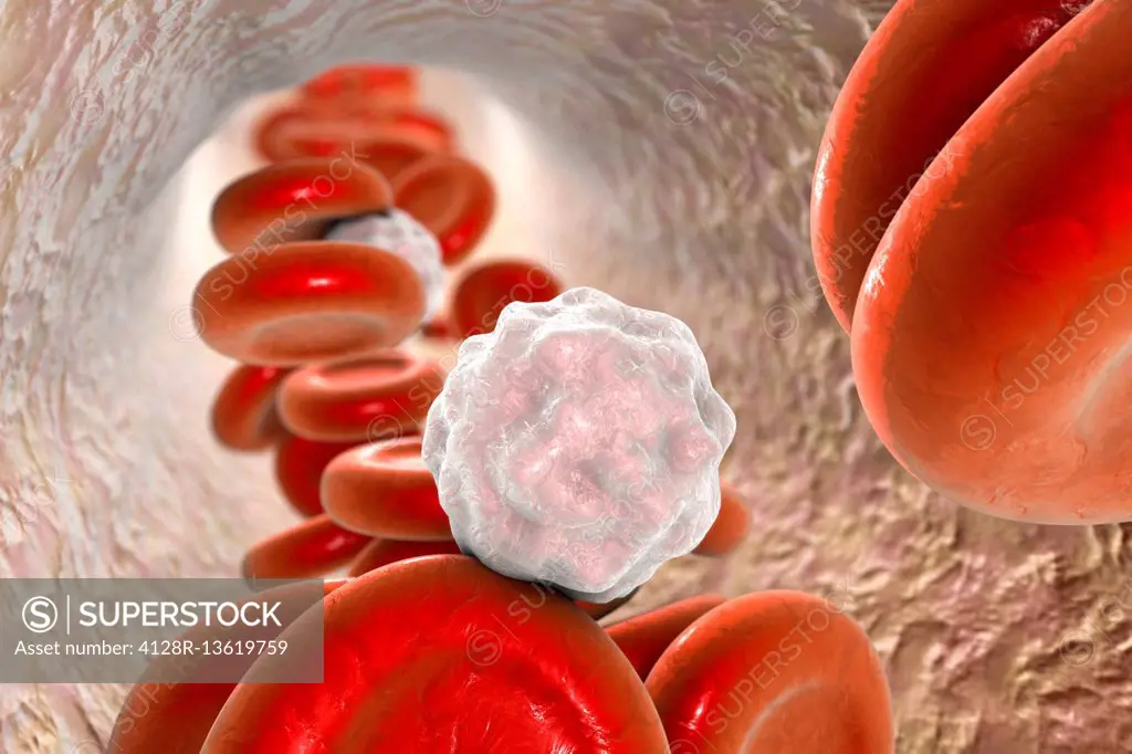 Blood cells, computer illustration. Red blood cells and white blood cells inside a blood vessel.