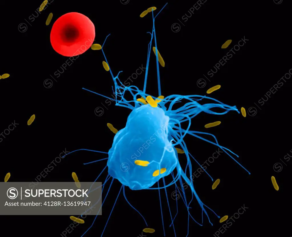 Alveolar macrophage phagocytosis of E. coli, coloured scanning electron micrograph (SEM). A red blood cell is in the periphery (mammal lung pleural ca...