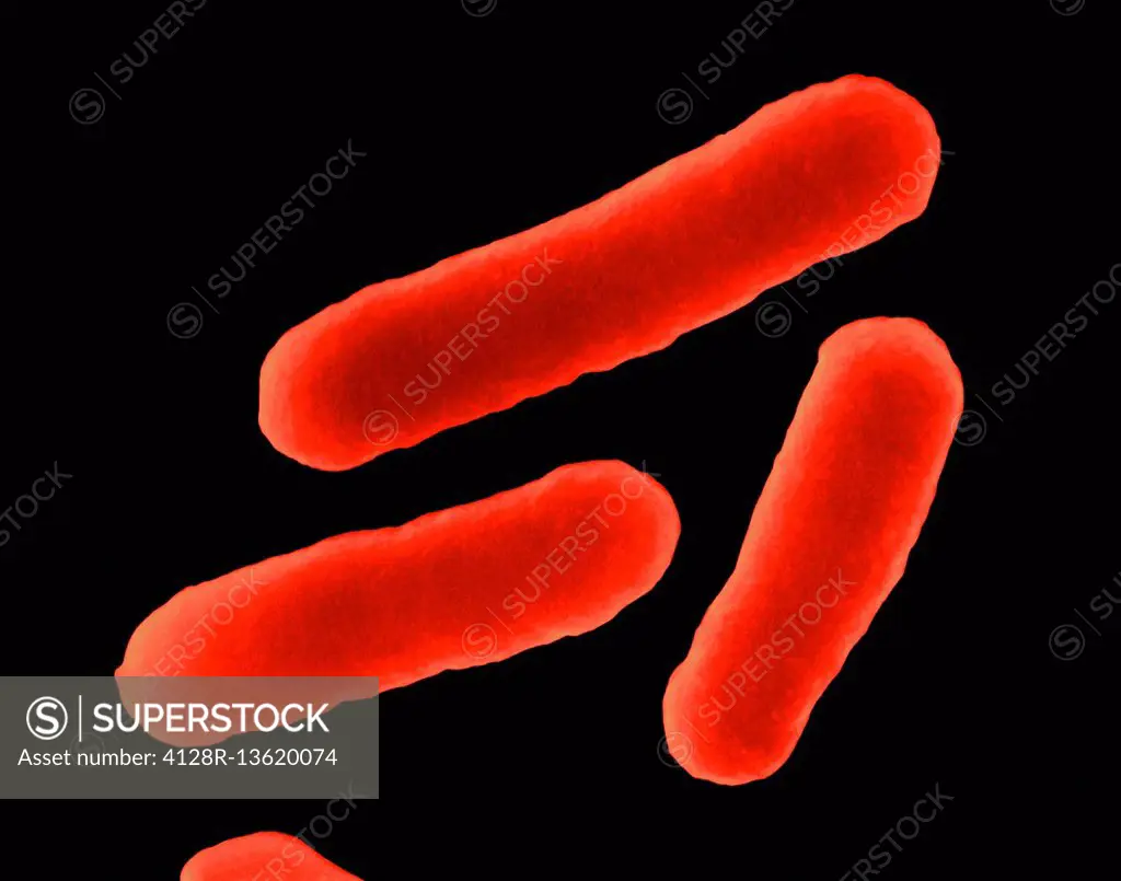 Coloured scanning electron micrograph (SEM) of E. coli (Escherichia coli), dividing, haemorrhagic 0157:H7 strain. Escherichia coli is a Gram-negative,...