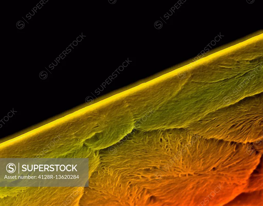 Coloured scanning electron micrograph (SEM) of Edge of a new razor blade (seamless double edge). A razor blade is a thin, sharp-edged piece of steel t...