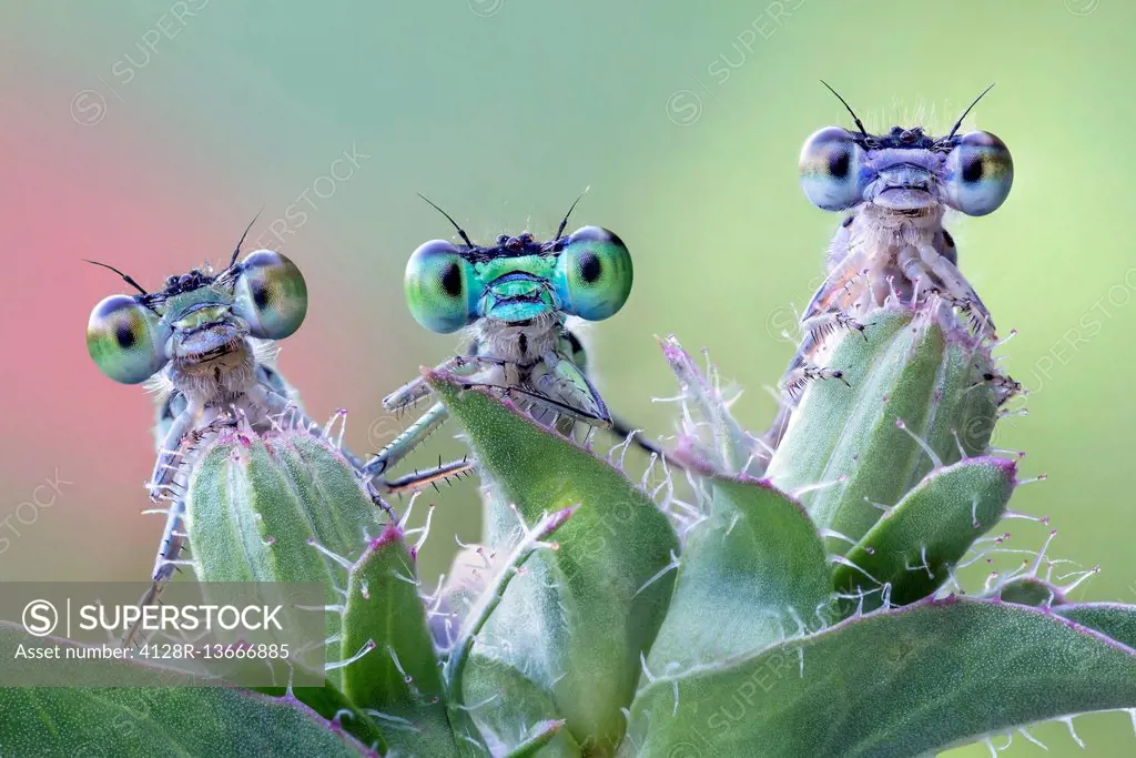 Three damselflies on wild plant.