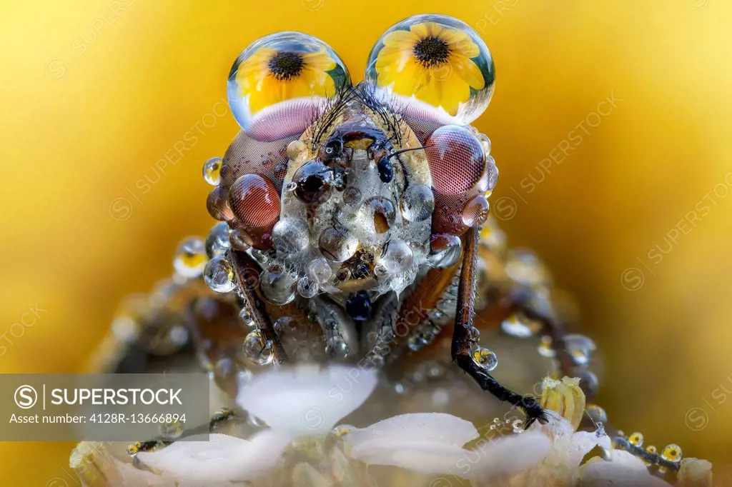 Fly with dew drops on its eyes and yellow flowers reflected.