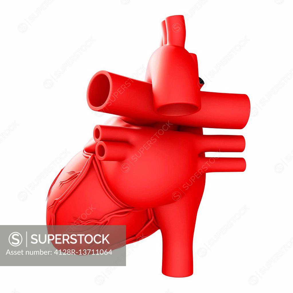 Illustration Of Heart Anatomy And Blood Vessels Superstock