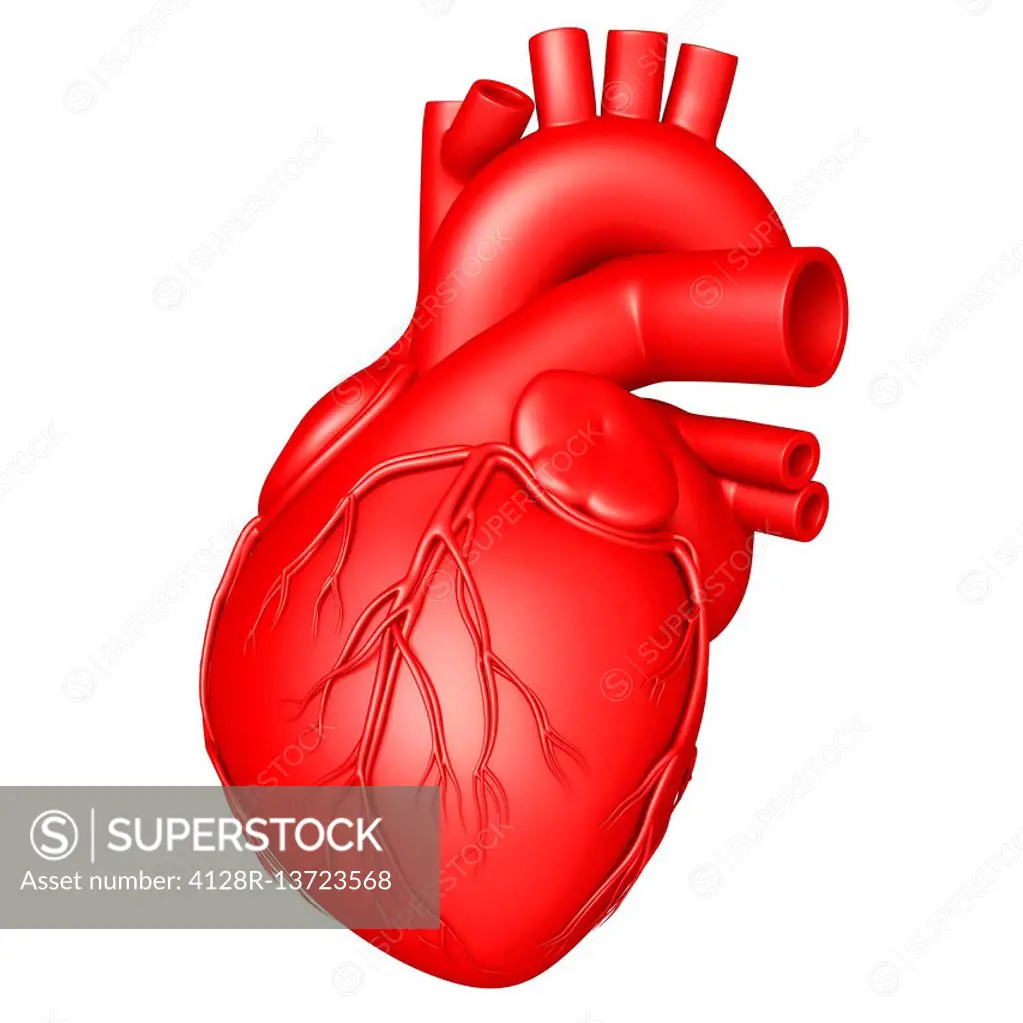 Illustration of human heart anatomy.