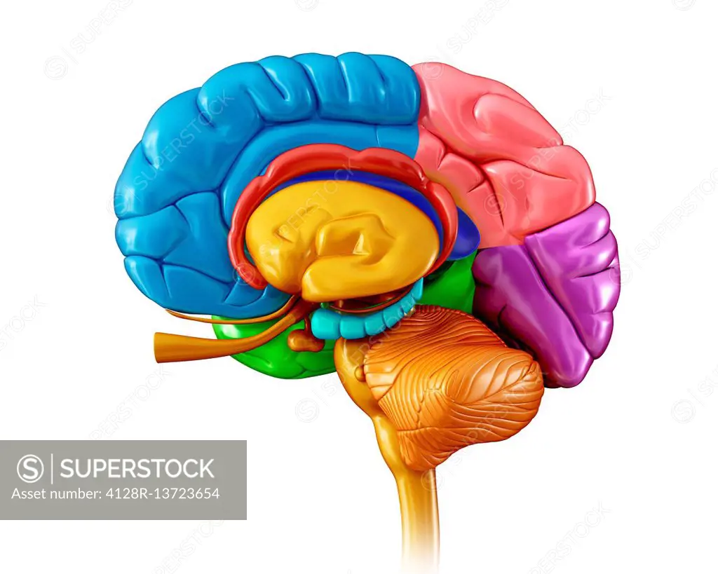 Illustration of human brain regions.