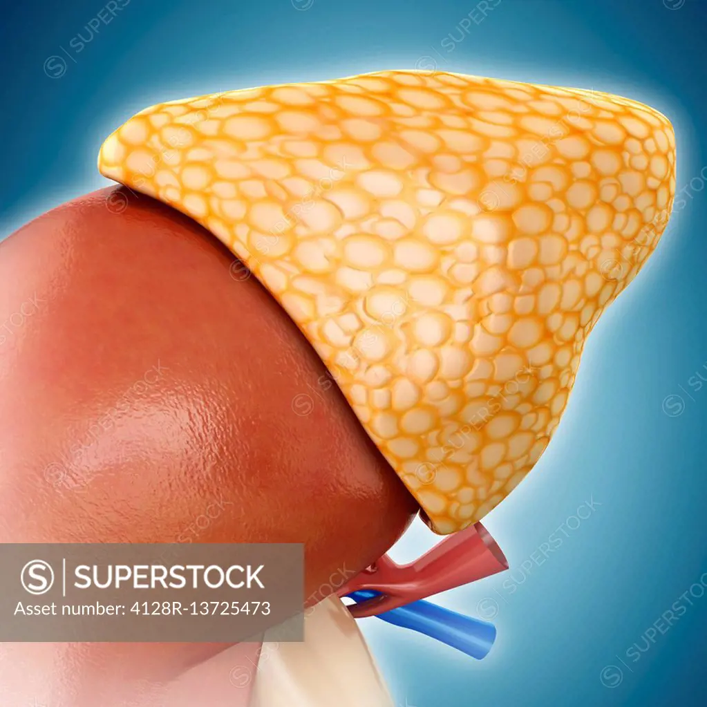 Illustration of adrenal gland anatomy.