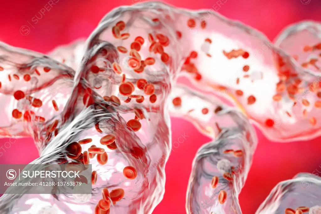 Network of blood vessels with blood cells, illustration. Red blood cells and white blood cells inside blood vessels.