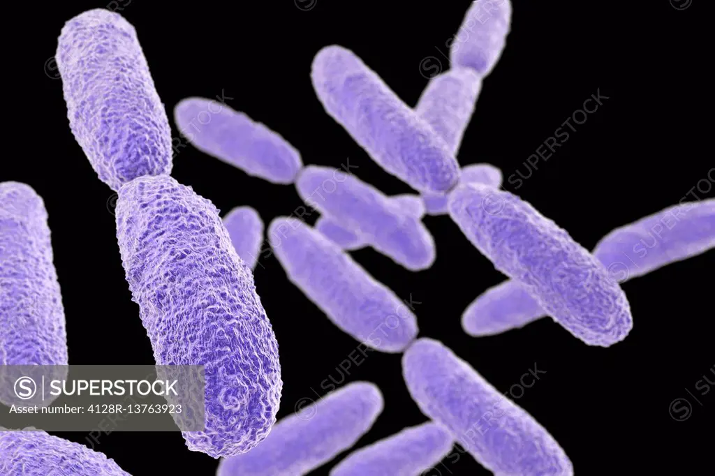 Klebsiella pneumoniae bacteria, computer illustration. K. pneumoniae are Gram-negative, encapsulated, non-motile, enteric, rod-shaped bacteria. This s...