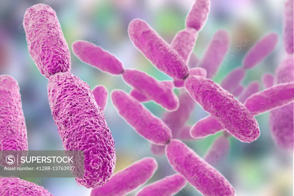 Klebsiella pneumoniae bacteria, computer illustration. K. pneumoniae are Gram-negative, encapsulated, non-motile, enteric, rod-shaped bacteria. This s...