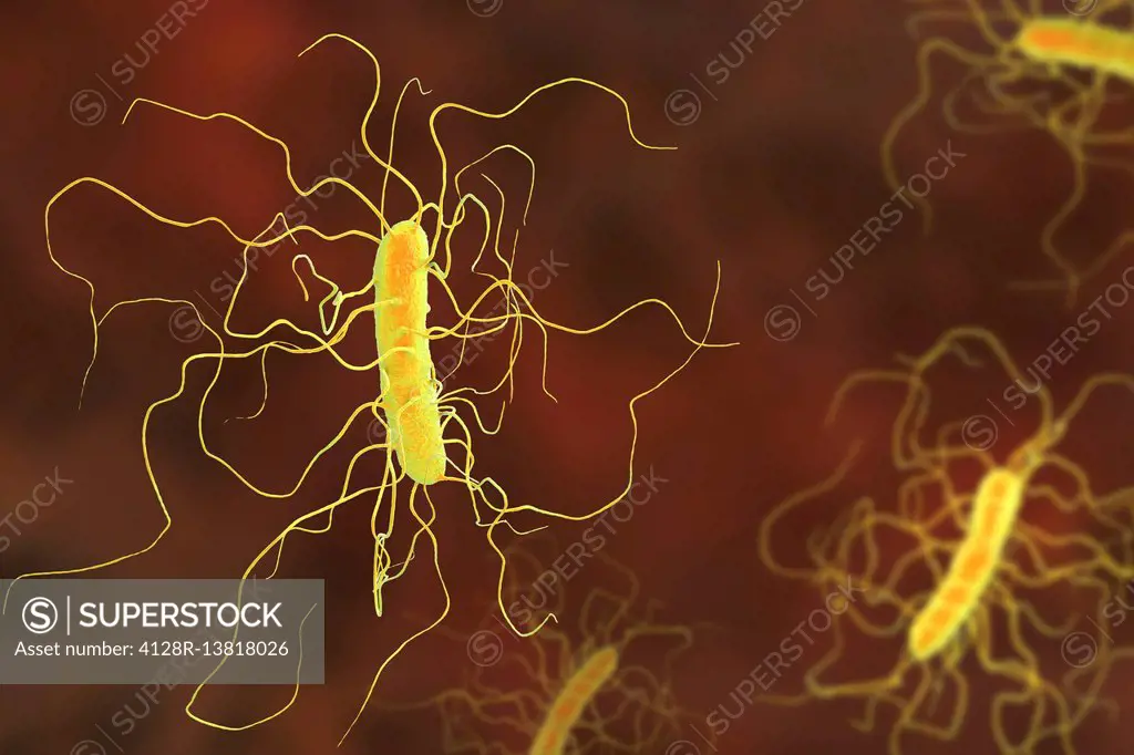 Clostridium difficile bacterium with peritrichous flagella, computer illustration. C. difficile is Gram-positive, anaerobic, spore forming, rod-shaped...