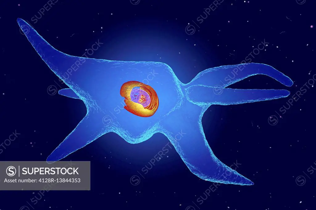 Fibroblast, illustration. Fibroblasts are cells that give rise to connective tissue such as collagen, the main structural protein in the body.