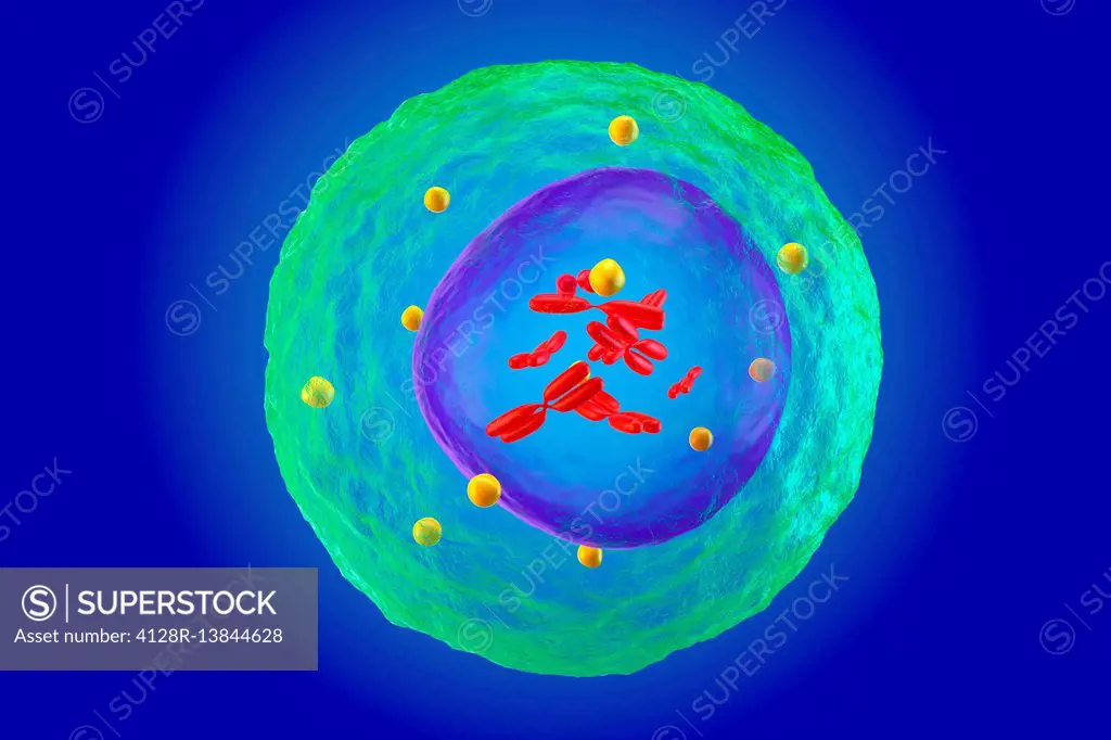 Lymphocyte white blood cell, illustration.