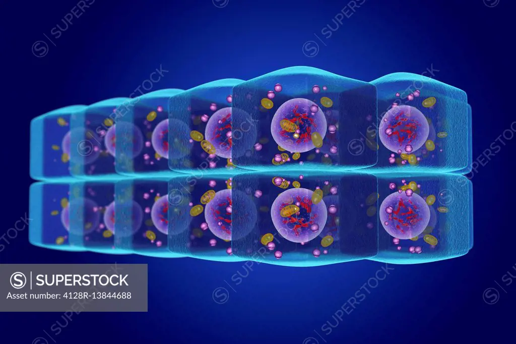 Stratified cuboidal epithelium, illustration.