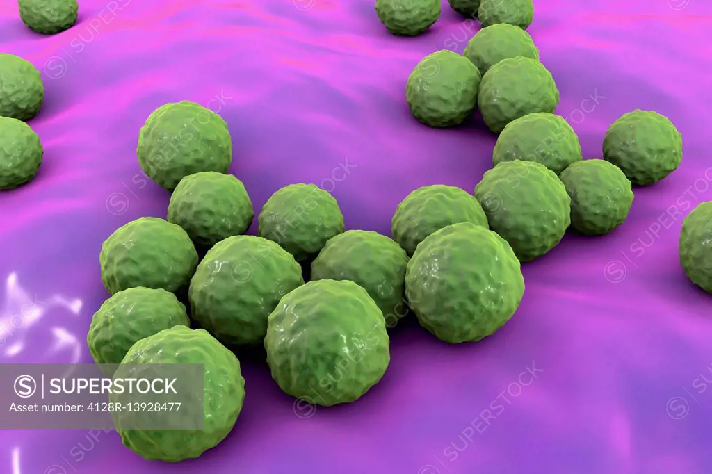 Enterococcus faecalis. Computer illustration of Enterococcus faecalis bacteria (previously known as Streptococcus faecalis). E. faecalis exists as par...