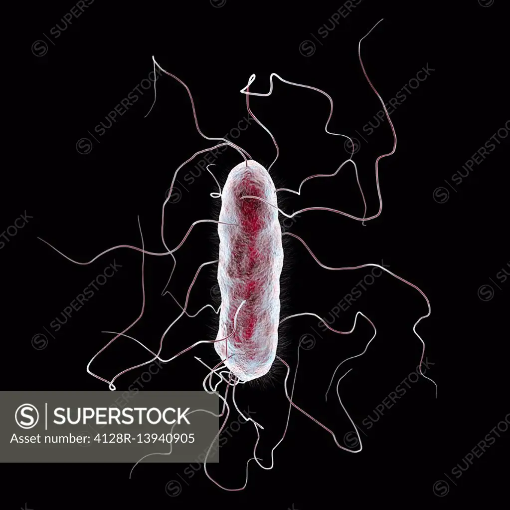 Proteus mirabilis bacterium, computer illustration. This is an enterobacterium which is present normally in the human intestine, although it has poten...