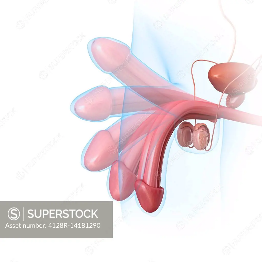 Male penis erection, illustration - SuperStock