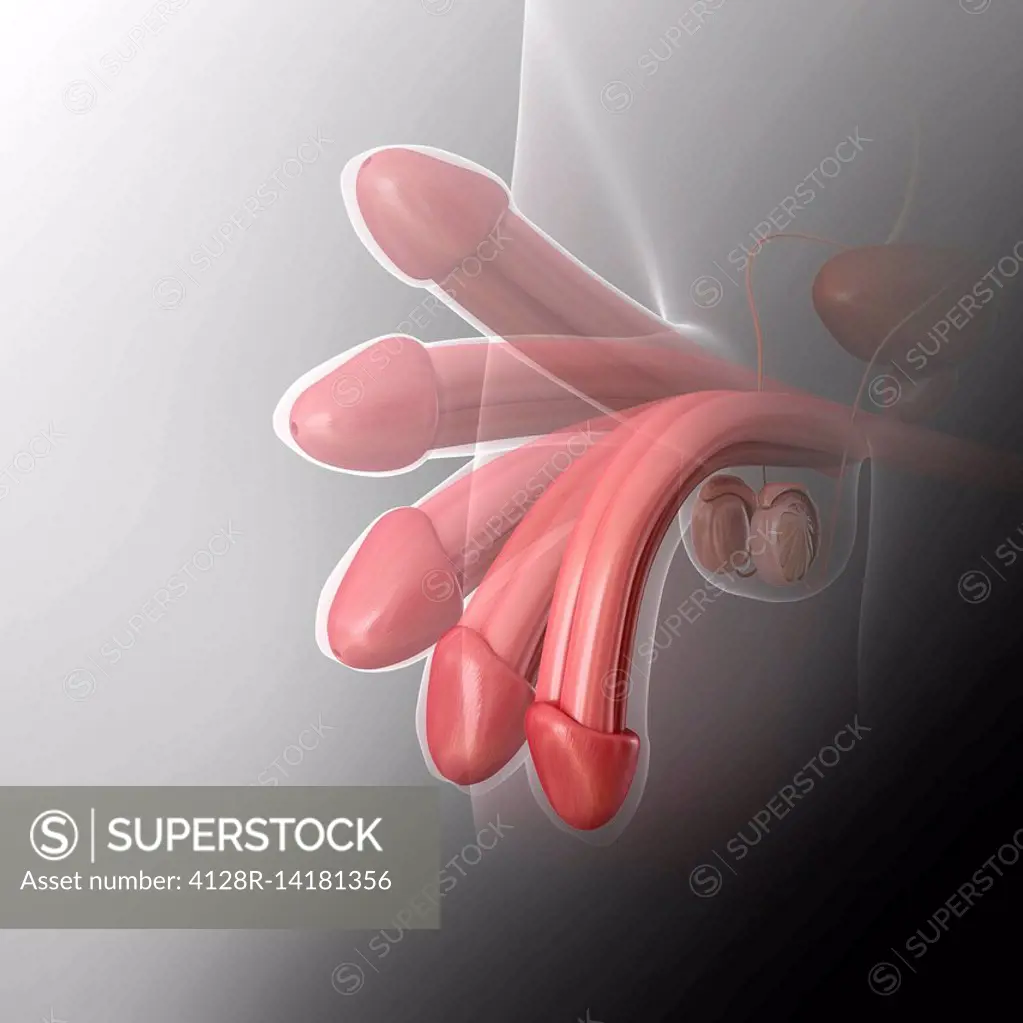 Male penis erection, illustration - SuperStock