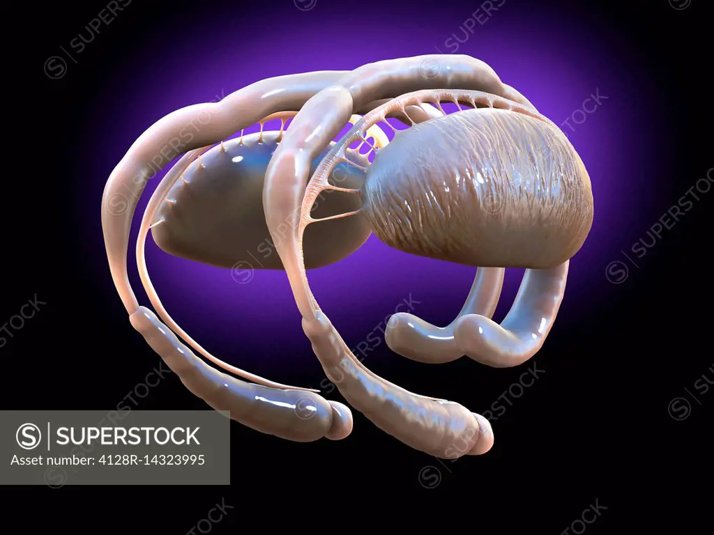 Brain limbic system, illustration