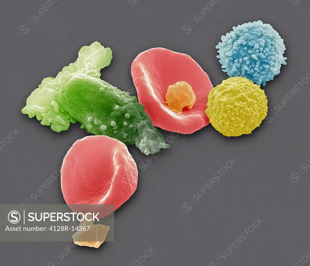 Blood cells, coloured scanning electron micrograph SEM. Seen here are two red blood cells erythrocytes, red, platelets orange, macrophages green, a ly...